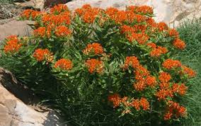 and butterfly weed (Asclepias tuberosa) 