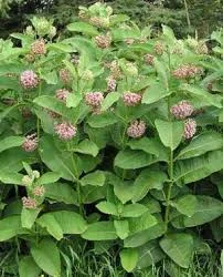  common milkweed ( Asclepias syriaca)