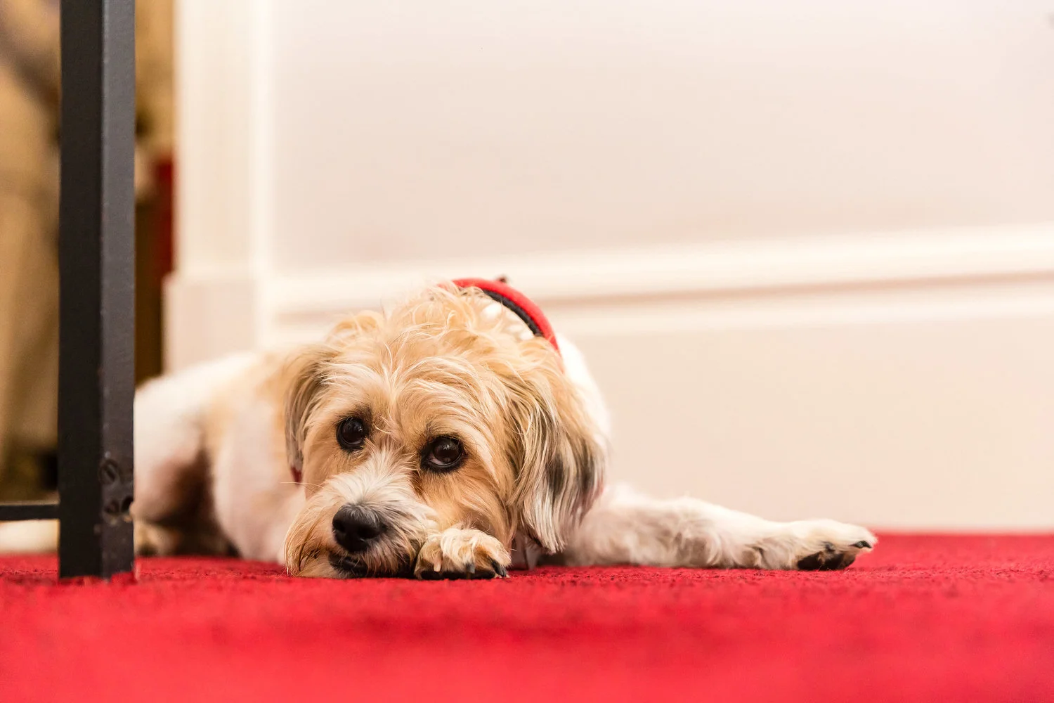 tiried dog during wedding preparations