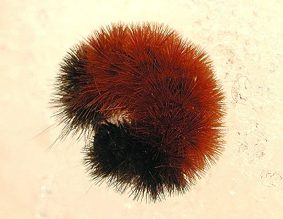 wooly_bear.jpg