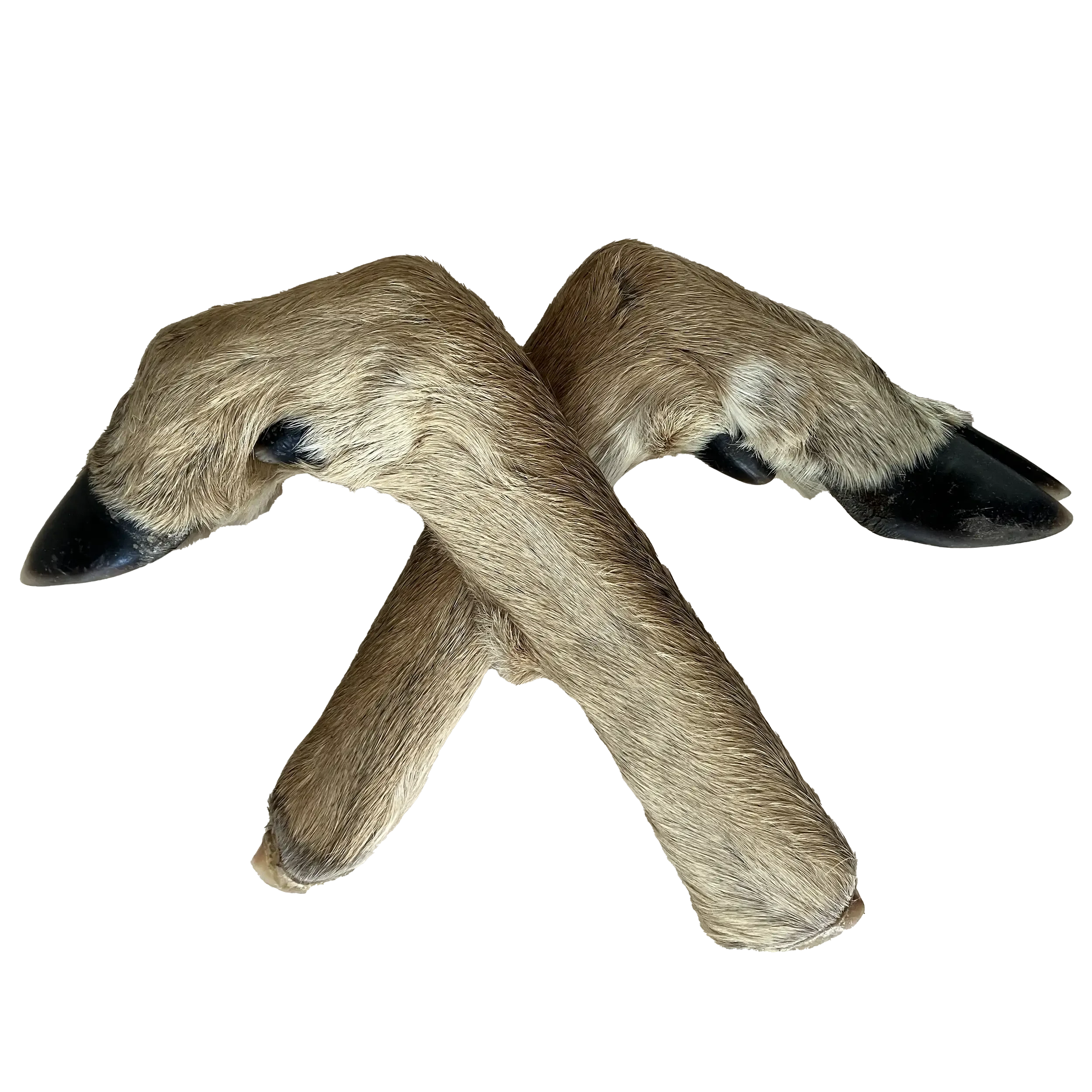deer feet.webp