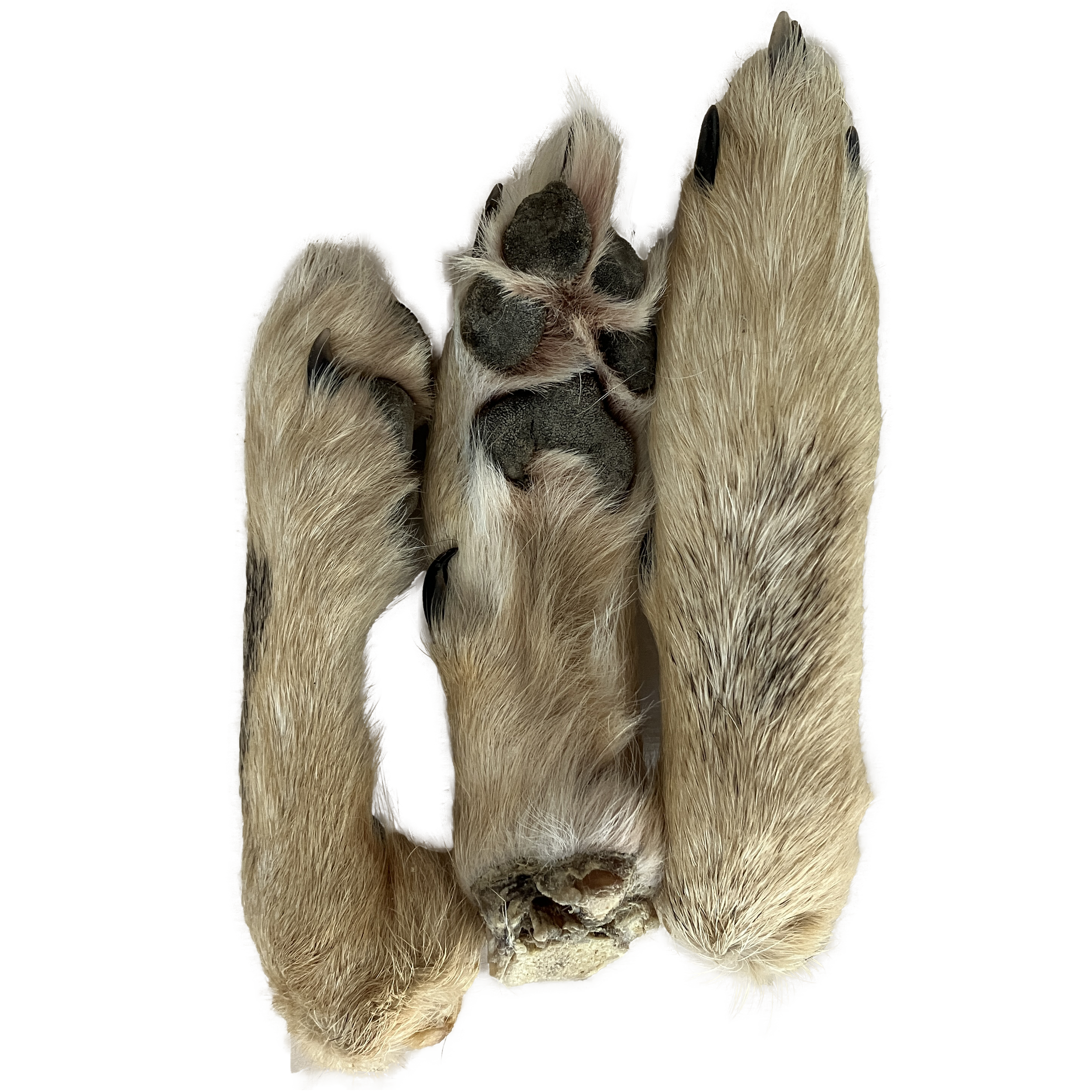 coyote feet.png