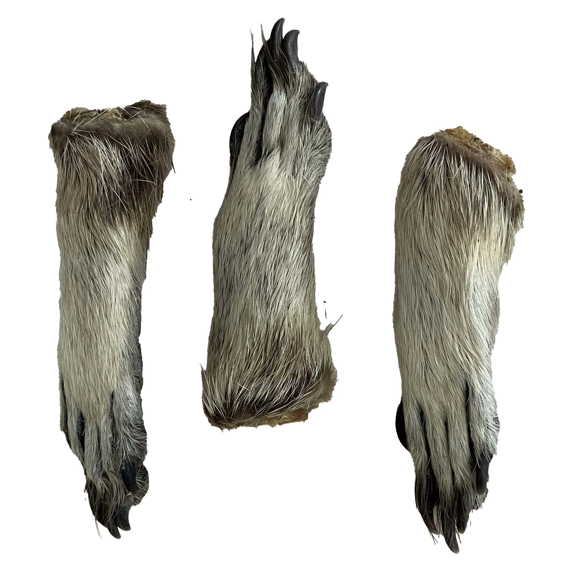 raccoon paw.jpg