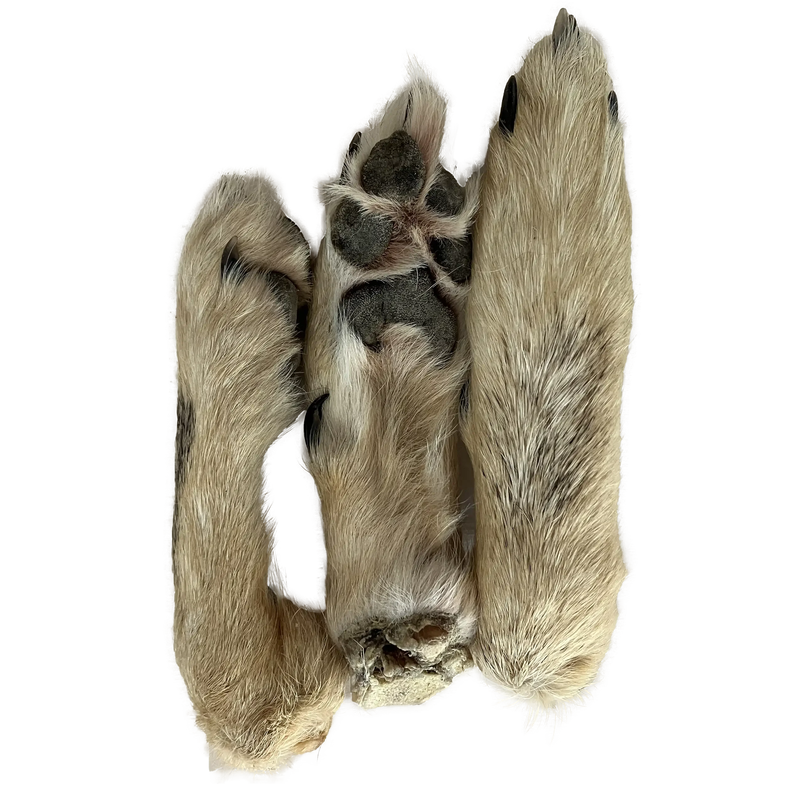 coyote feet.webp