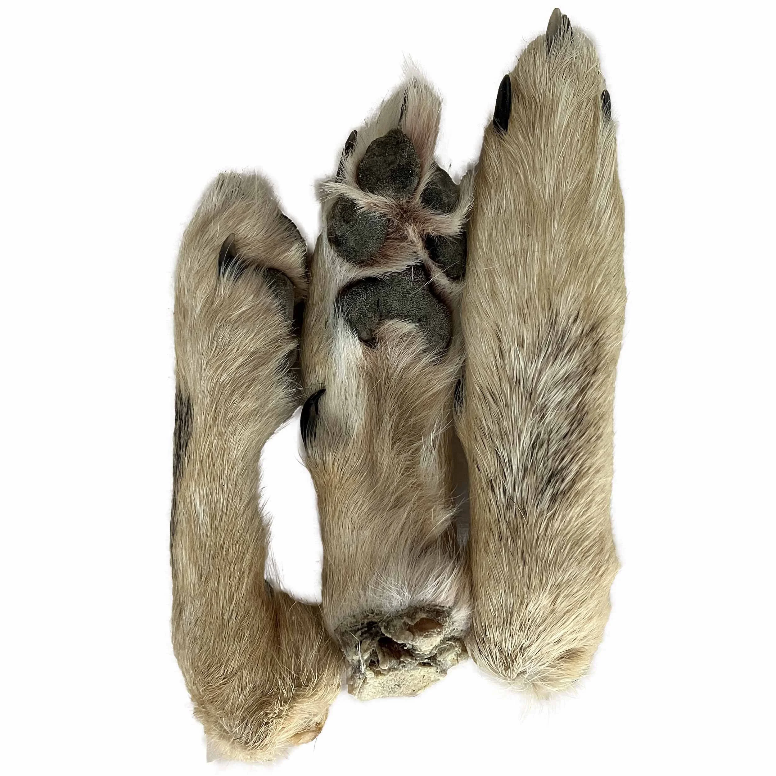 coyote feet.jpg
