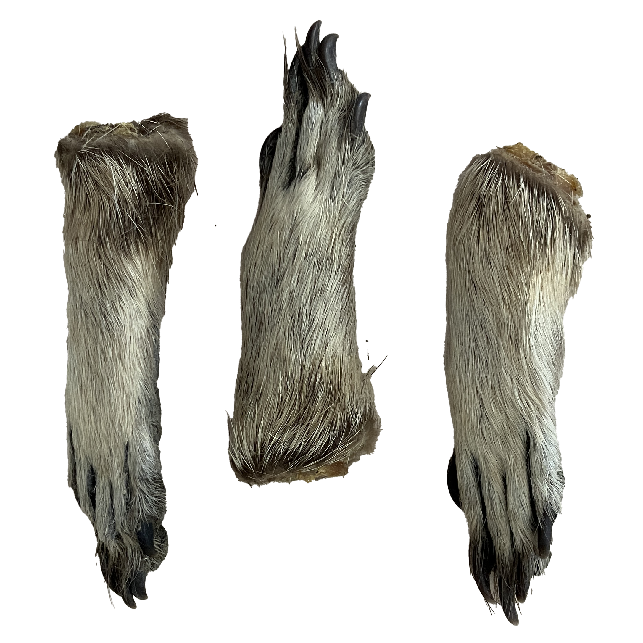raccoon paw.png