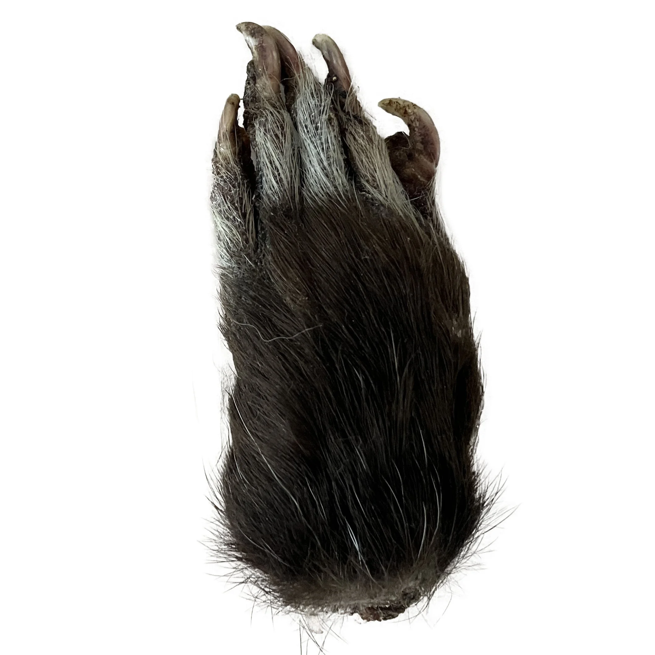 opossum paw.jpg