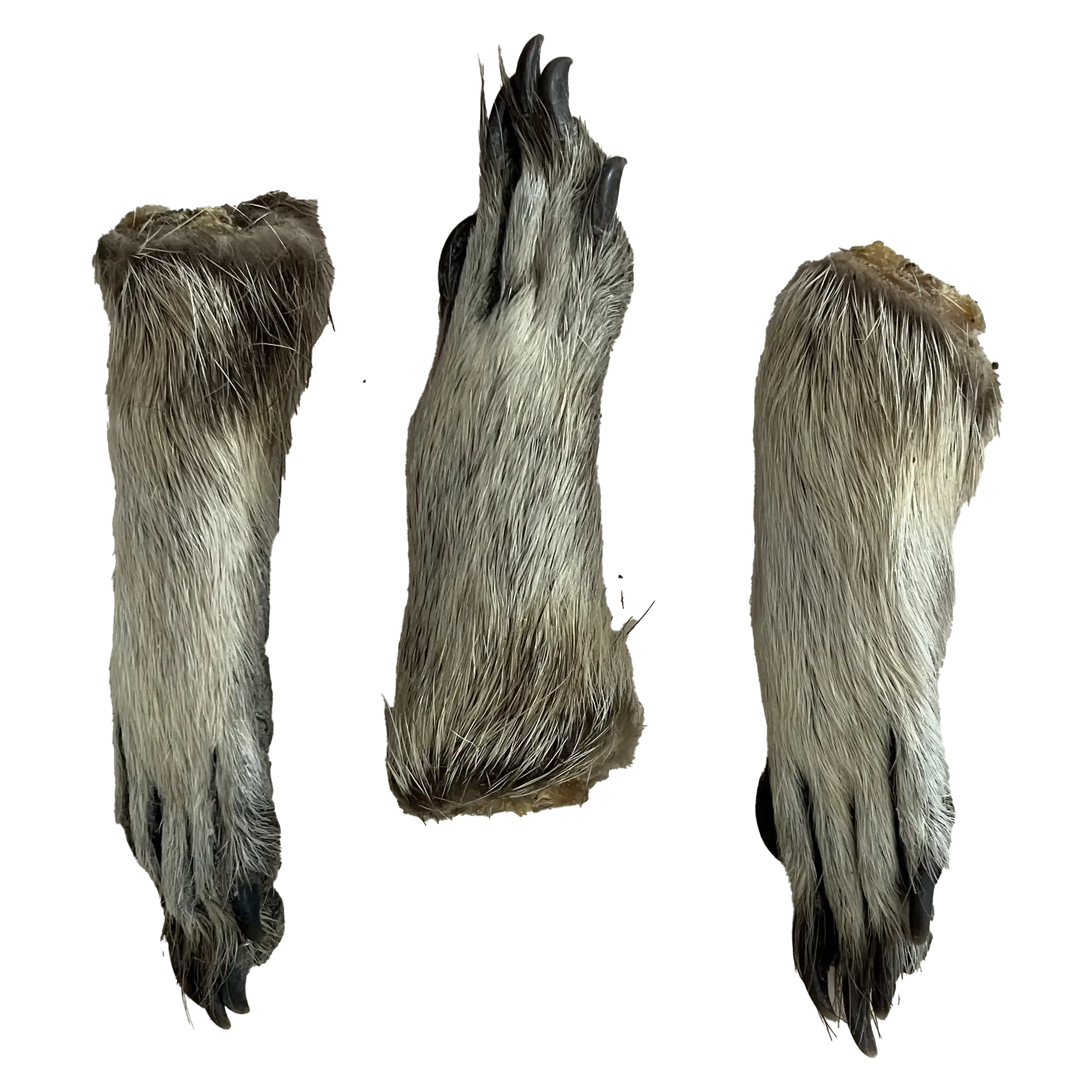 raccoon paw.webp