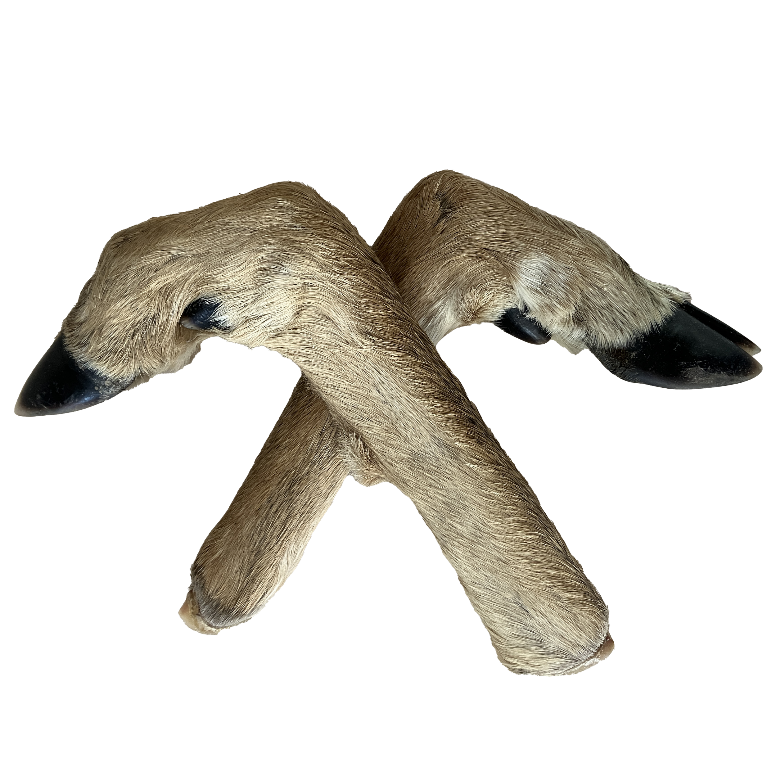 deer feet.png