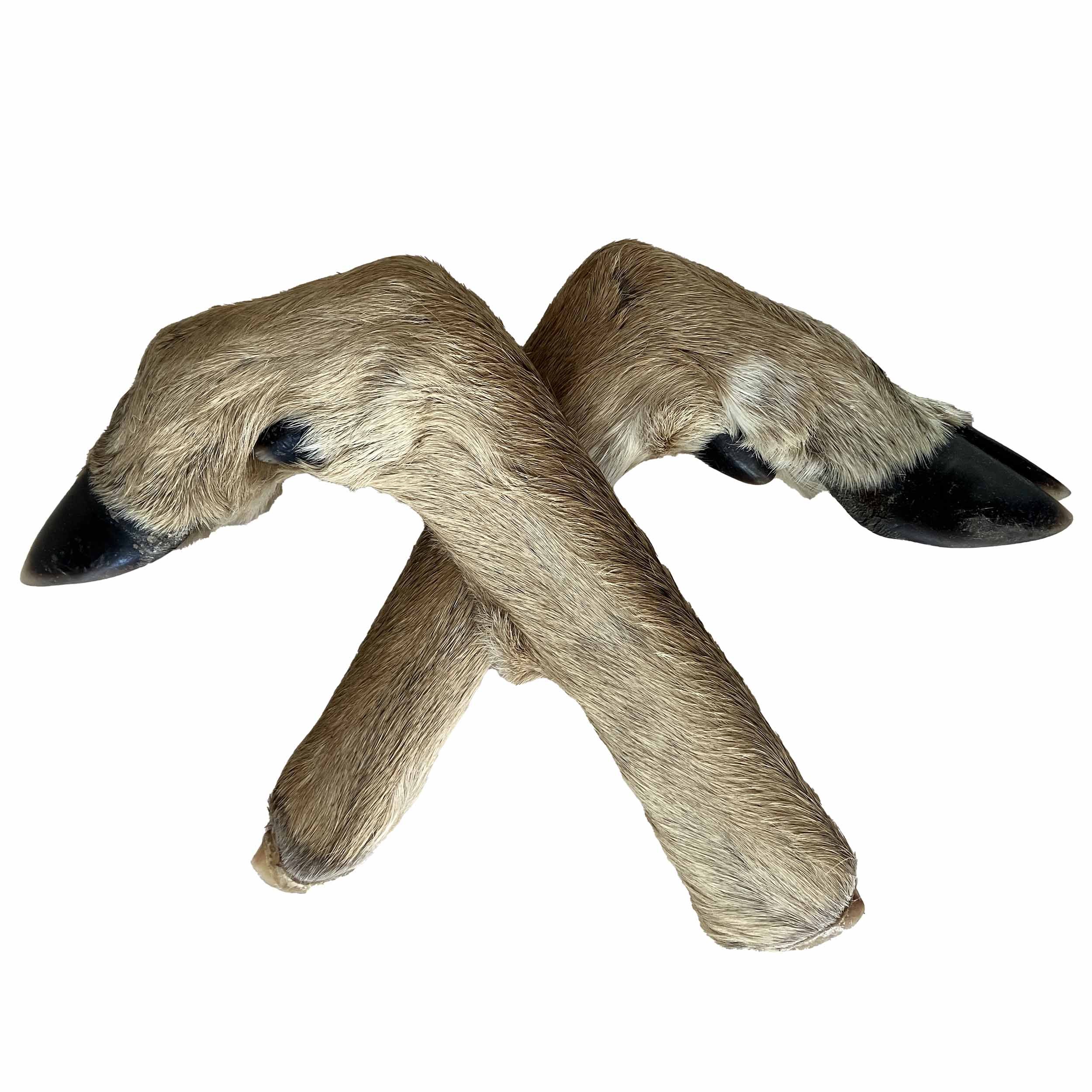 deer feet.jpg
