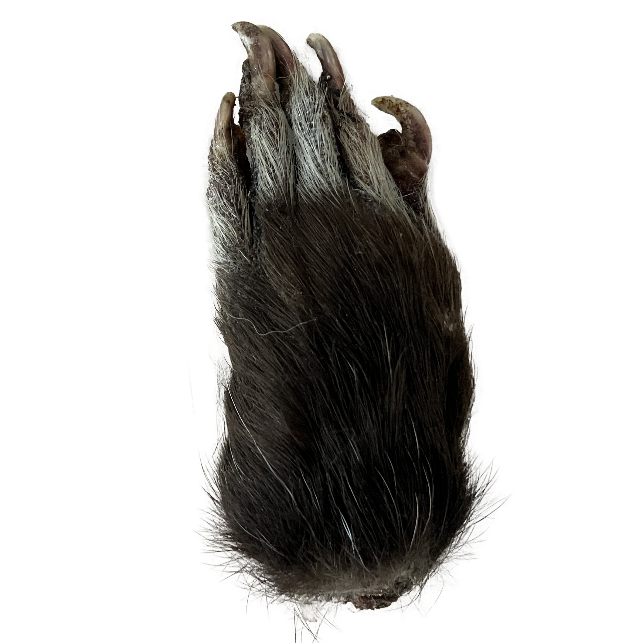 opossum paw.png