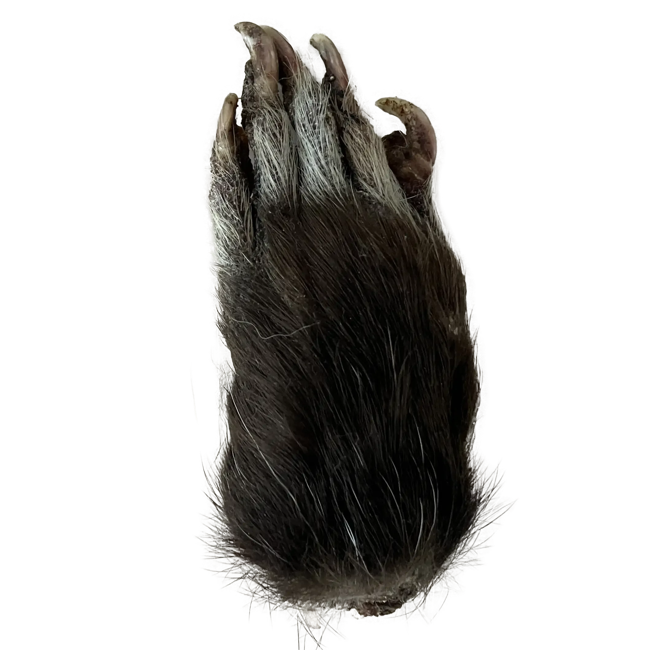opossum paw.webp