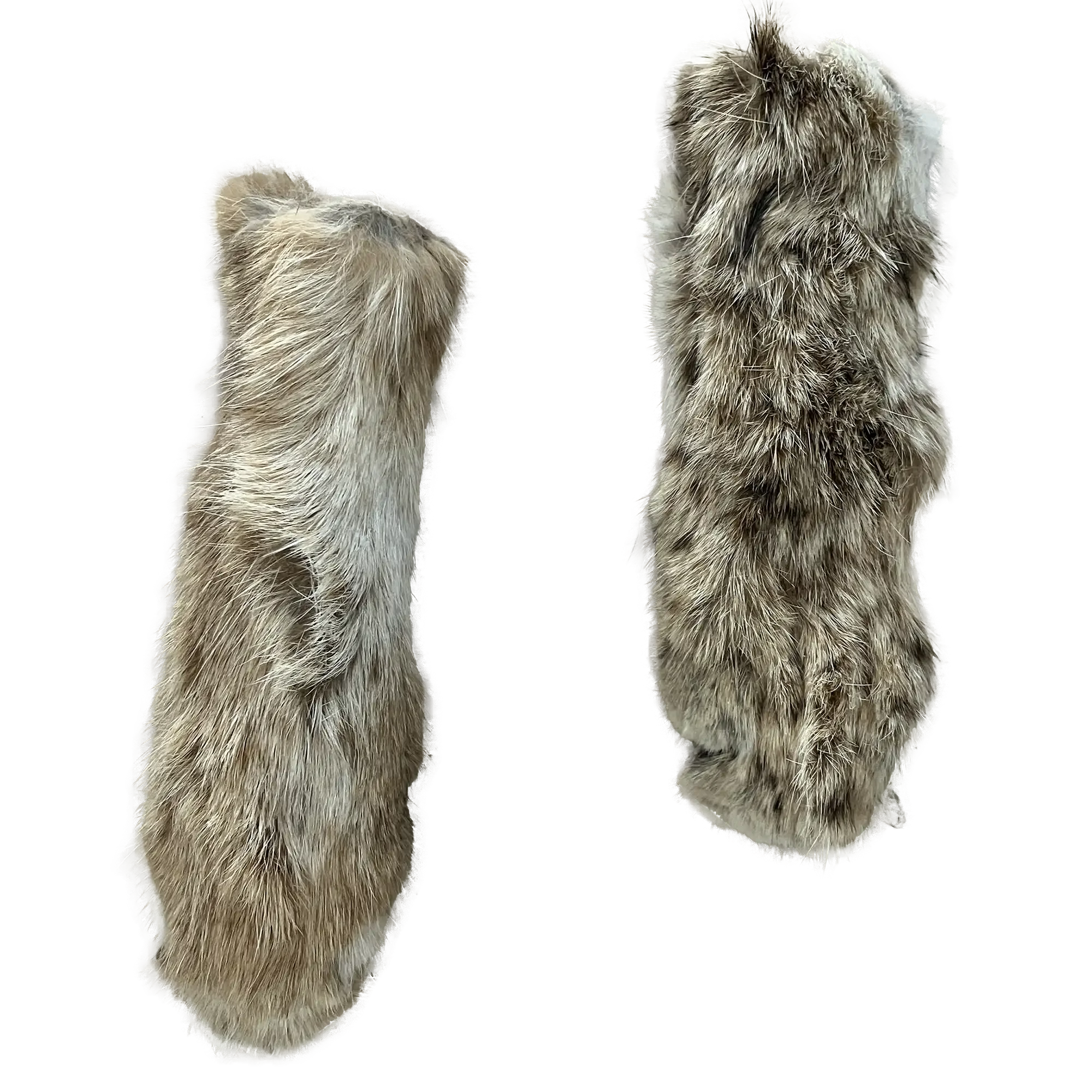 bobcat feet.webp