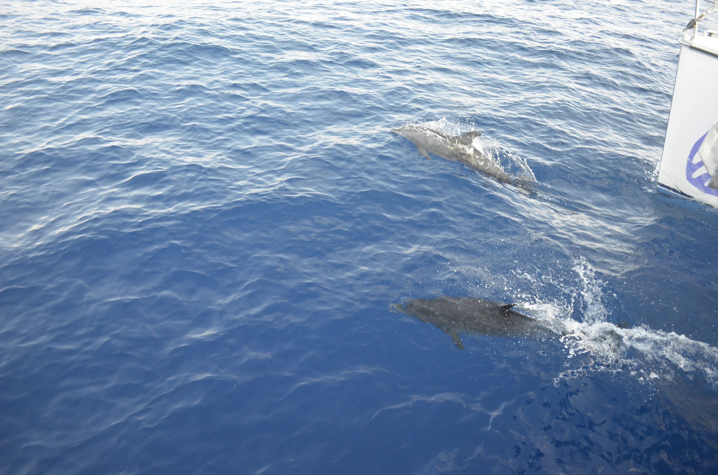 Dolphin Escort.JPG