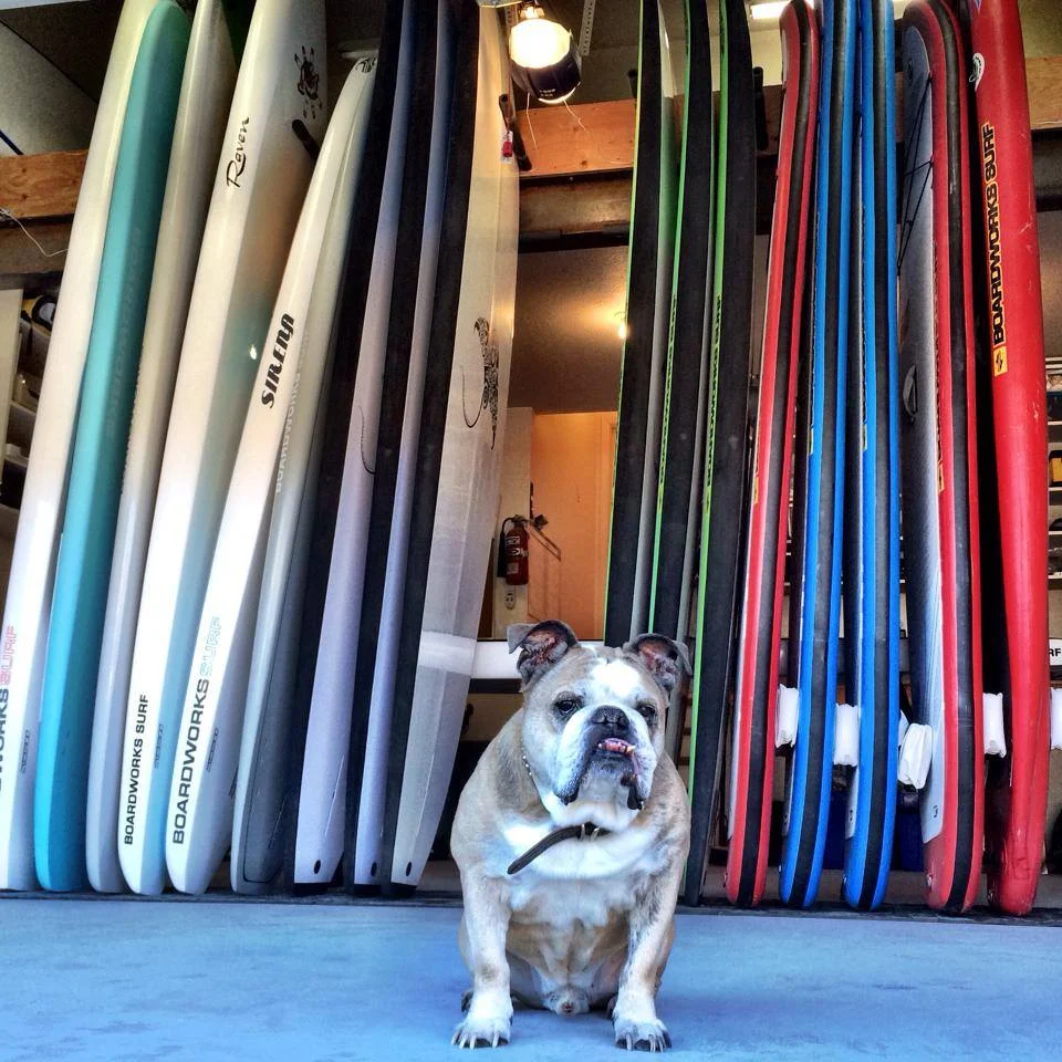 Oscar the Shop Dog welcoming folks to the Old Town Paddle & Co Headquarters.