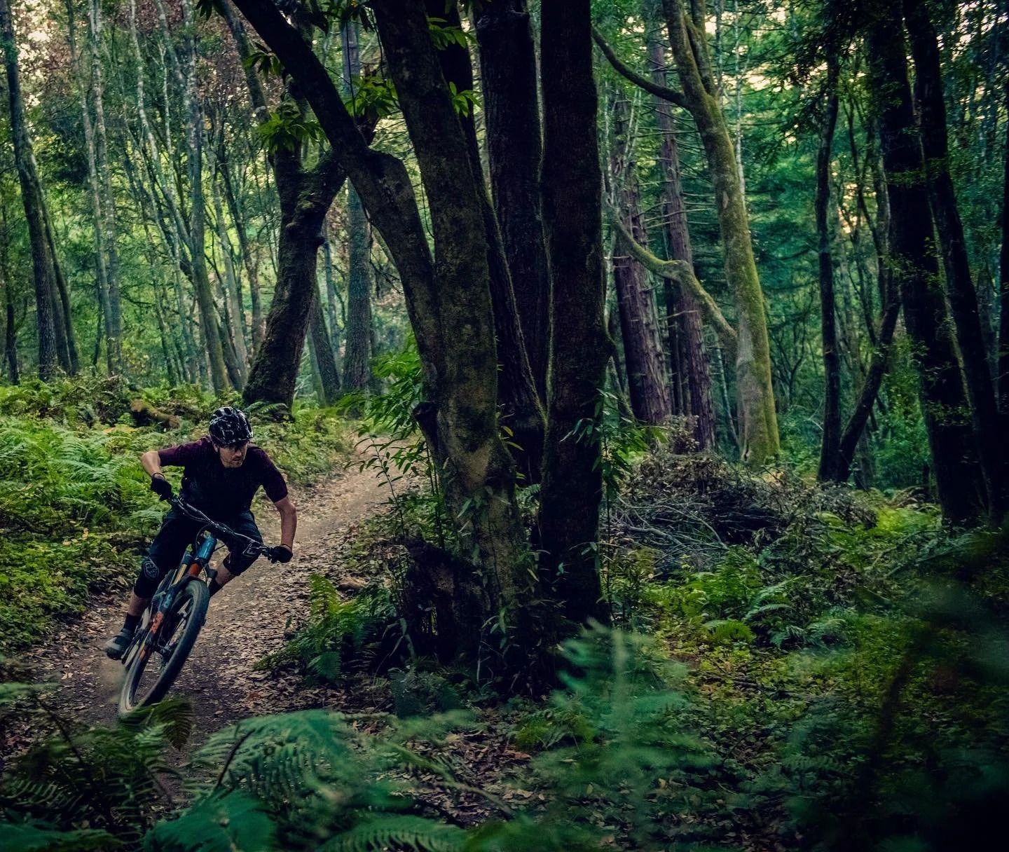 Rip some, then RipMo!
.
.
.
#mtb #bike #ride #shred #woods #forest #ferns #nature #green #outdoors #adventure #athlete #ripmo #ibiscycles