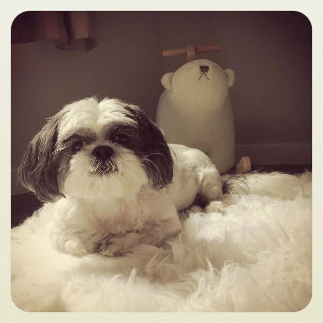 Buddy waiting