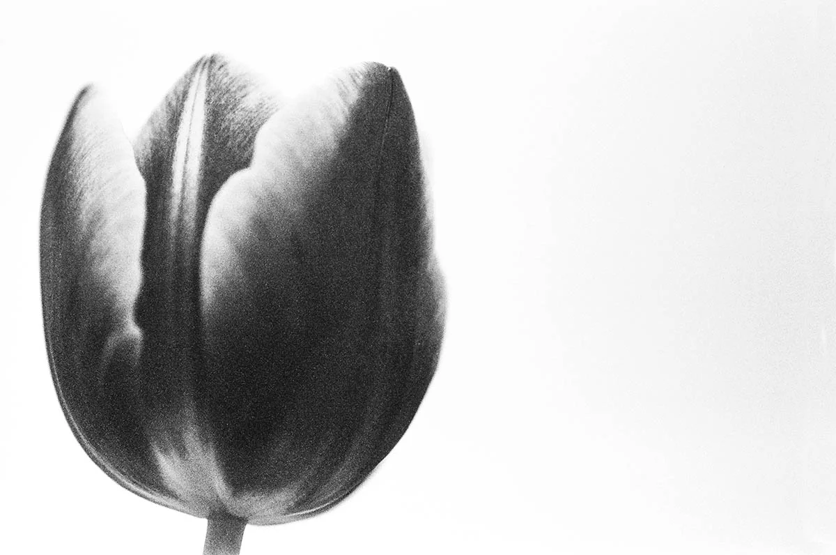 Tulip