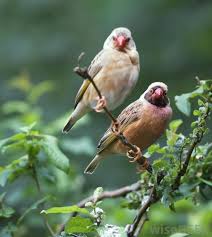 birds in the bush