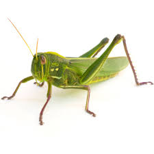 Wisdom of the Grasshopper/Locust: • Jumps across space and time • Takes leaps of faith • Has ability to change careers quickly • Leaps over obstacles • Jumps without knowing where it will land • Takes new leaps forward