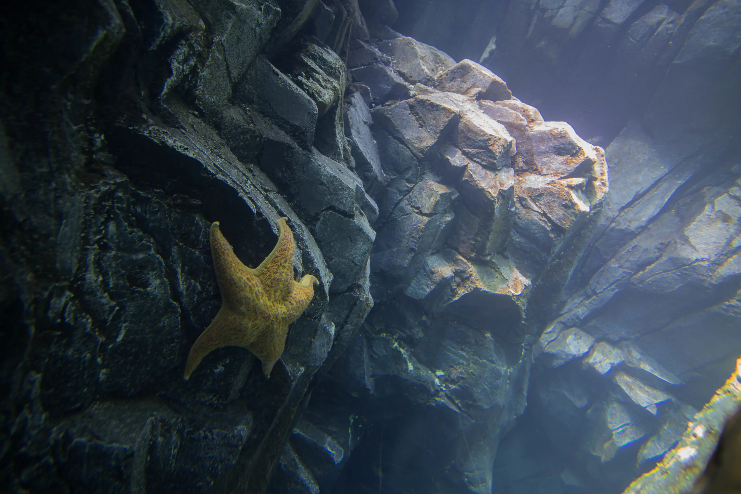 Ripley's Aquarium-5.jpg