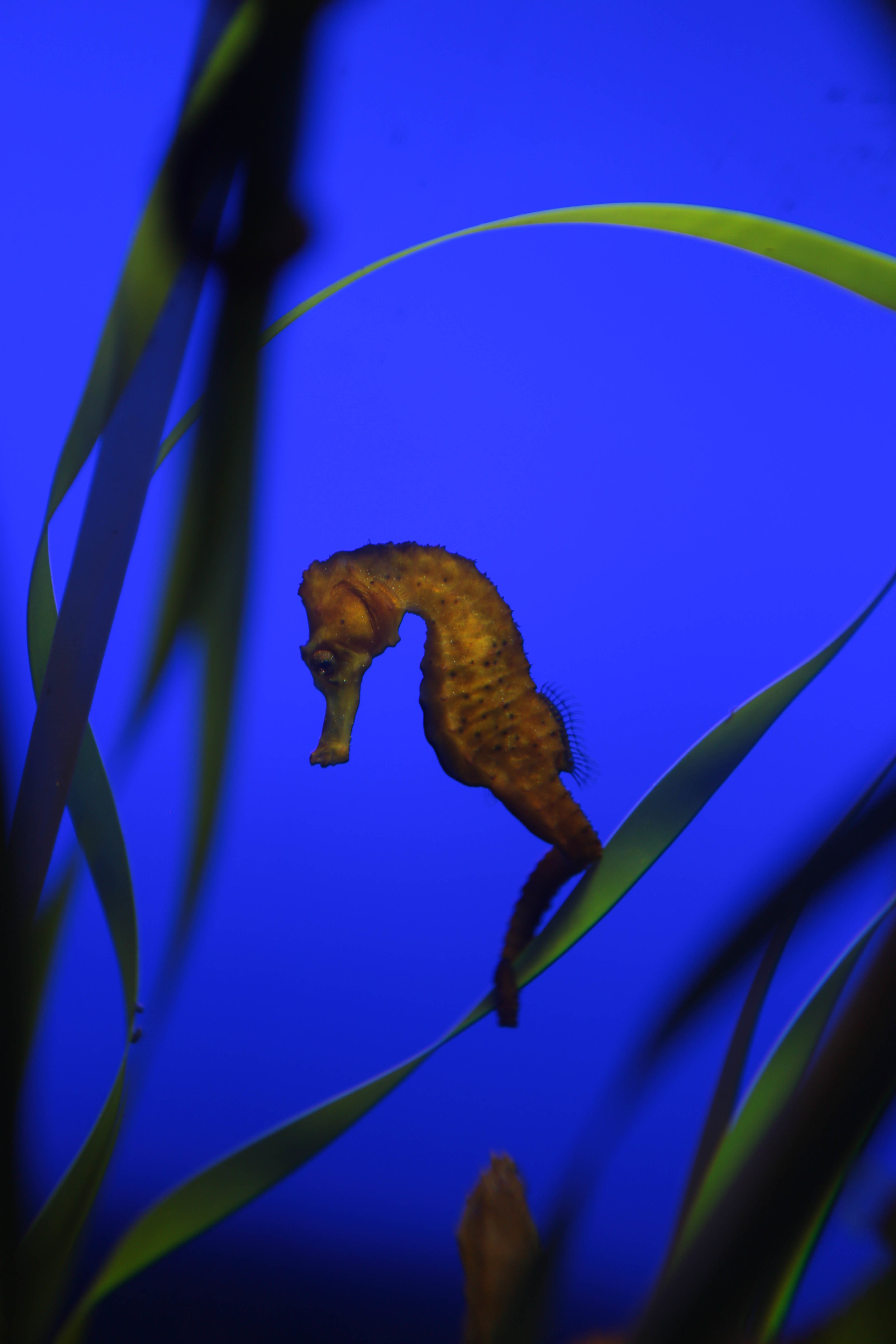 Ripley's Aquarium-8.jpg
