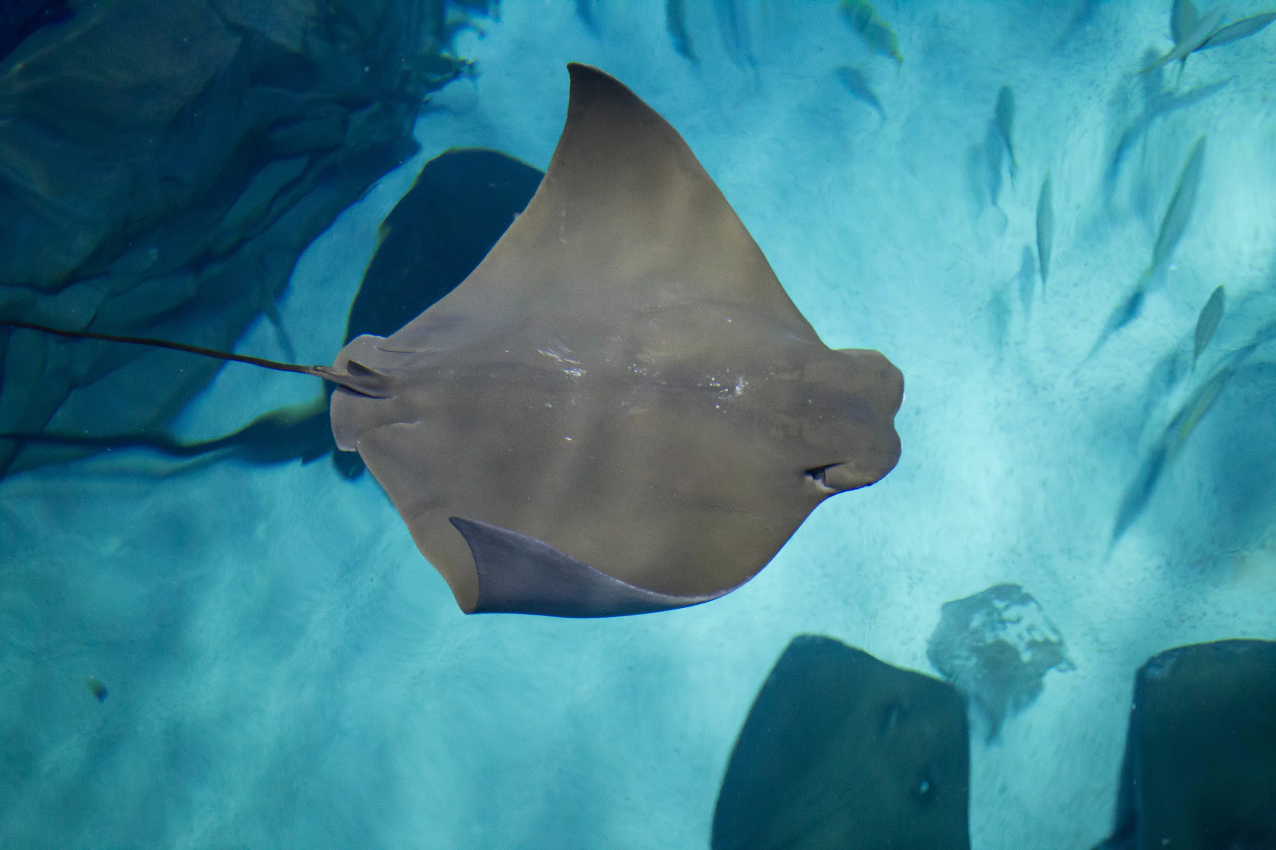 Ripley's Aquarium-15.jpg