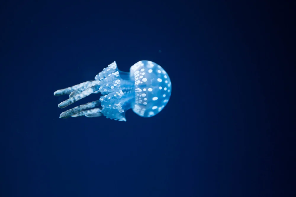 Ripley's Aquarium-14.jpg