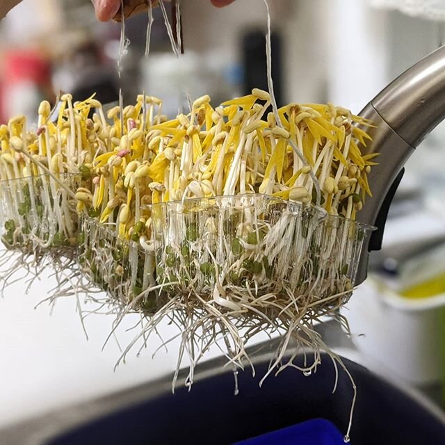 New things to do? Grow bean sprouts. It is surprisingly easy with very little beans. 
Side projects with Fam during these times 💪

#beansprouts