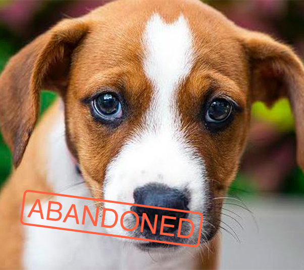 Name: Amory. I'm the ultimate heartbreaker. Status: Adopted