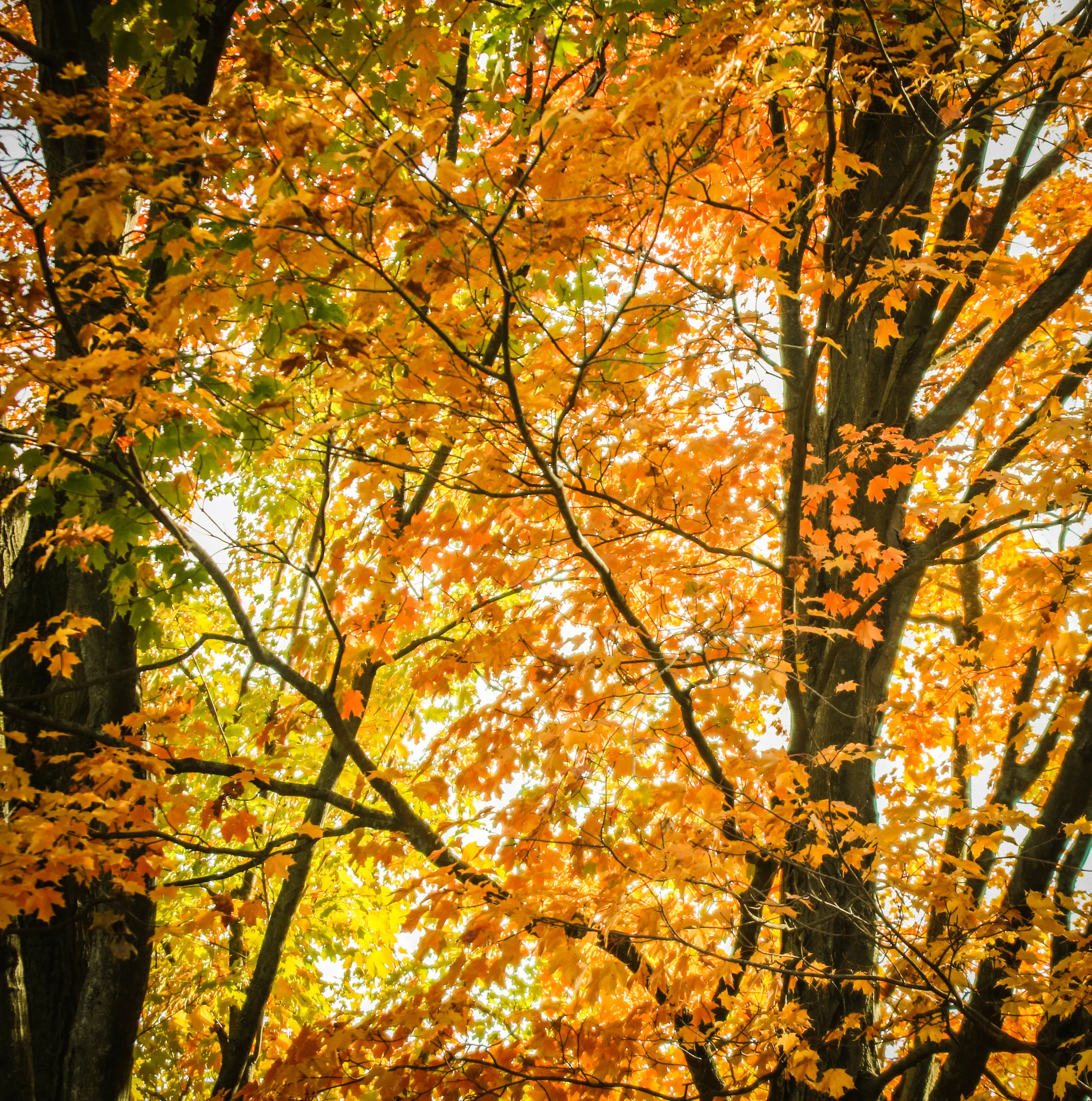 fall.jpg