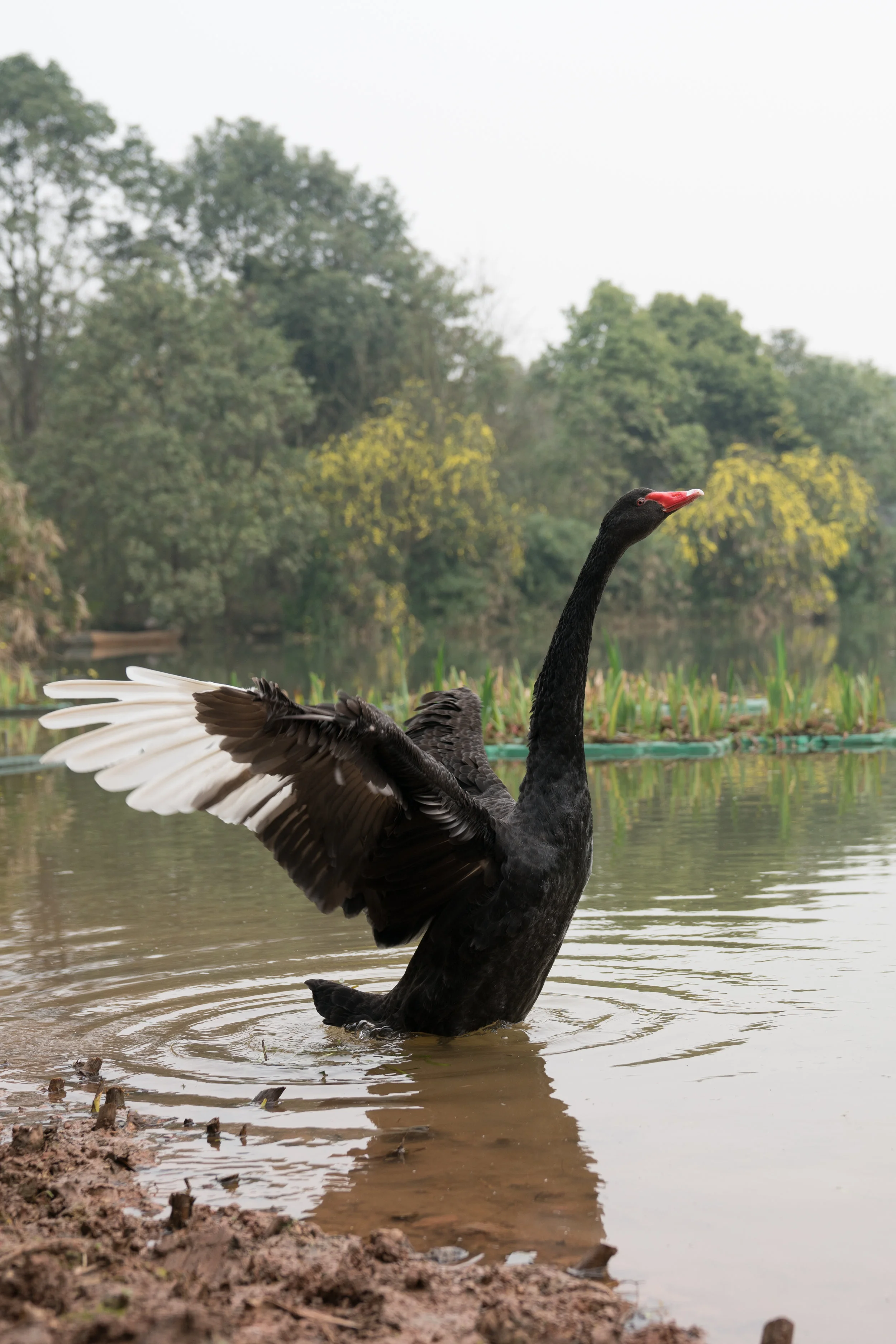 RHoff_China_20170318_11023.jpg