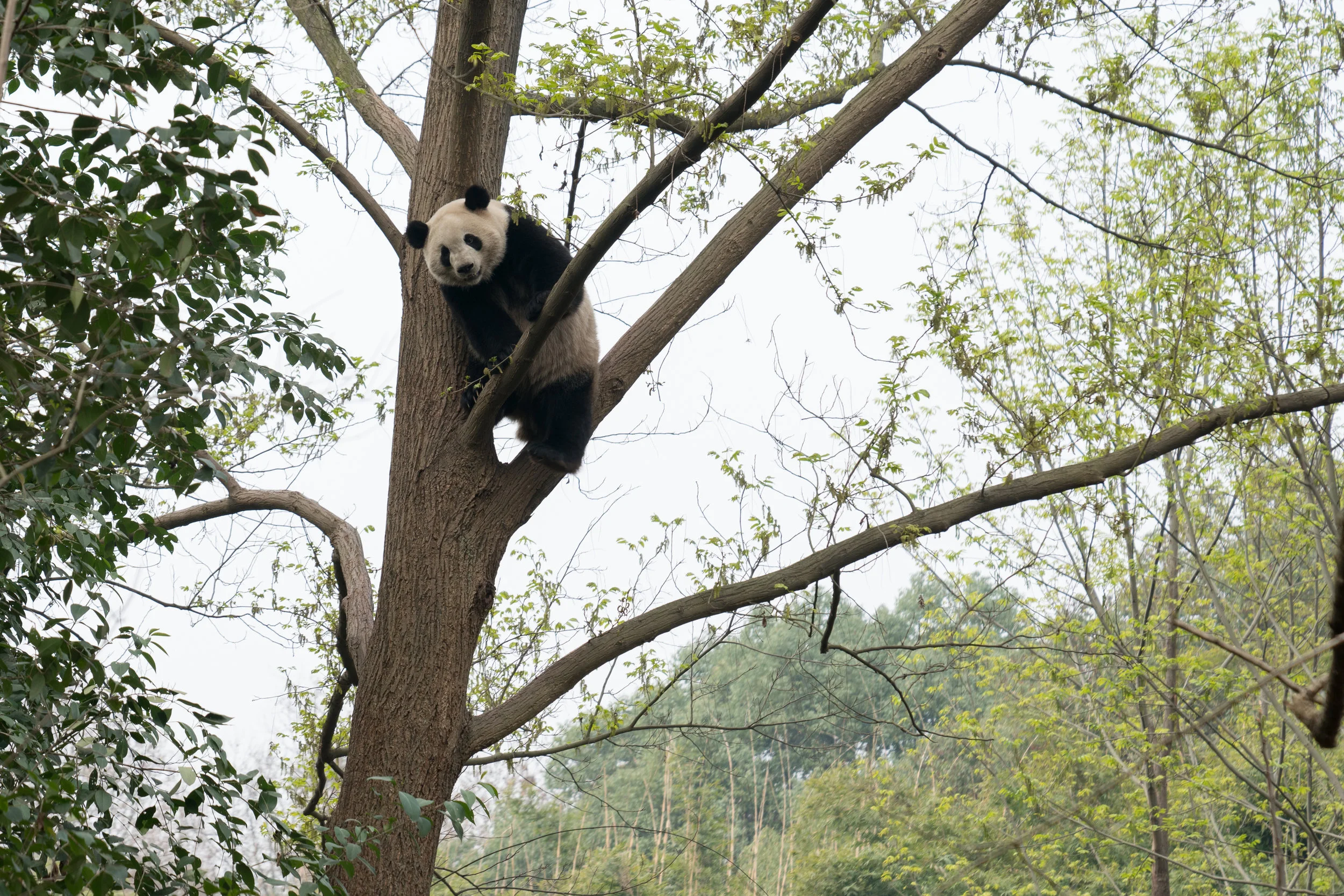 RHoff_China_20170318_11186.jpg