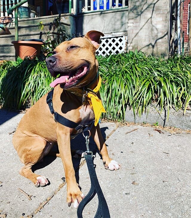 Elouise couldn&rsquo;t be happier today in this sunshine! #dogwalking #adoptdontshop #cutiepie