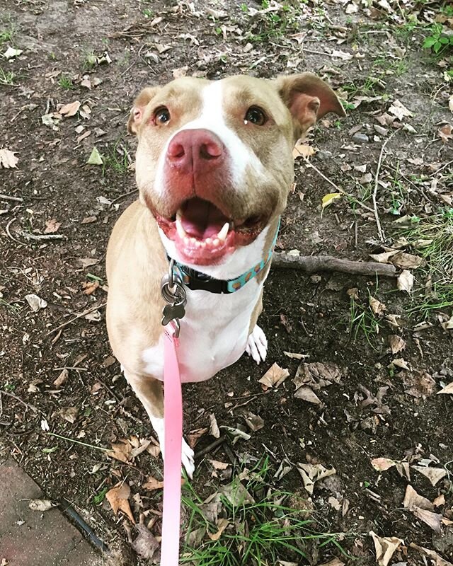 Look at that smiley face 😍 First walk with the sweetest #tripawd Pearl! We are in love