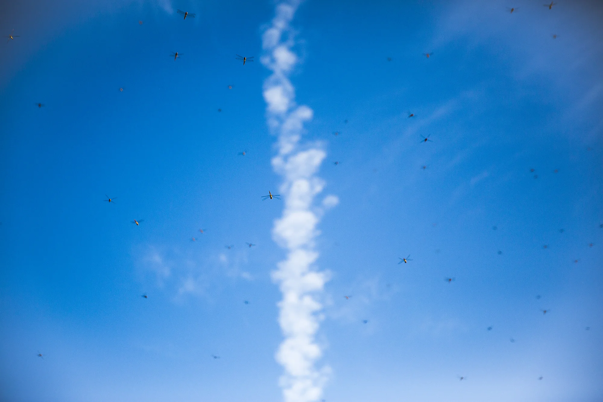 Dragonfly season coincides with large mosquito hatches, one of their main food sources. Here, hundreds of dragonflies hover over the beach in Naples, Florida, waiting for their prey.