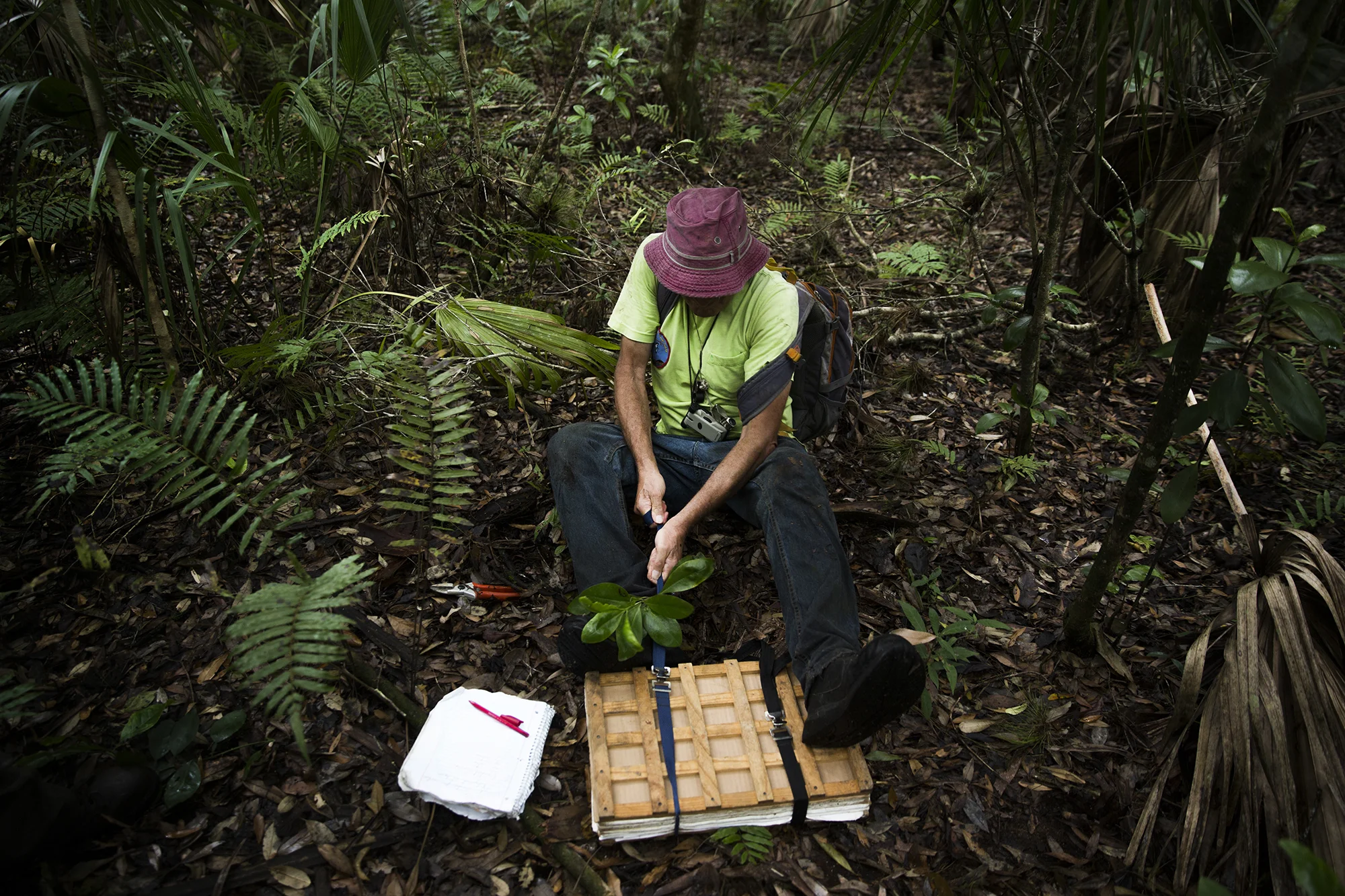 George Wilder tightens the straps on his book of plant specimen while conducting his research in Corkscrew Swamp Sanctuary. Wilder is currently identifying every plant within the sanctuary.
