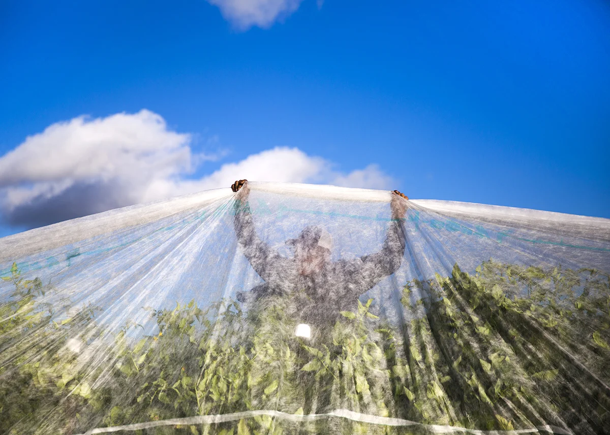 Jose Gomez holds the mesh covering over a row of tomatoes at Oakes Organic Farm in Naples on Wednesday, January 3, 2018. Growers cover some of the crops when the weather is predicted to drop at night.