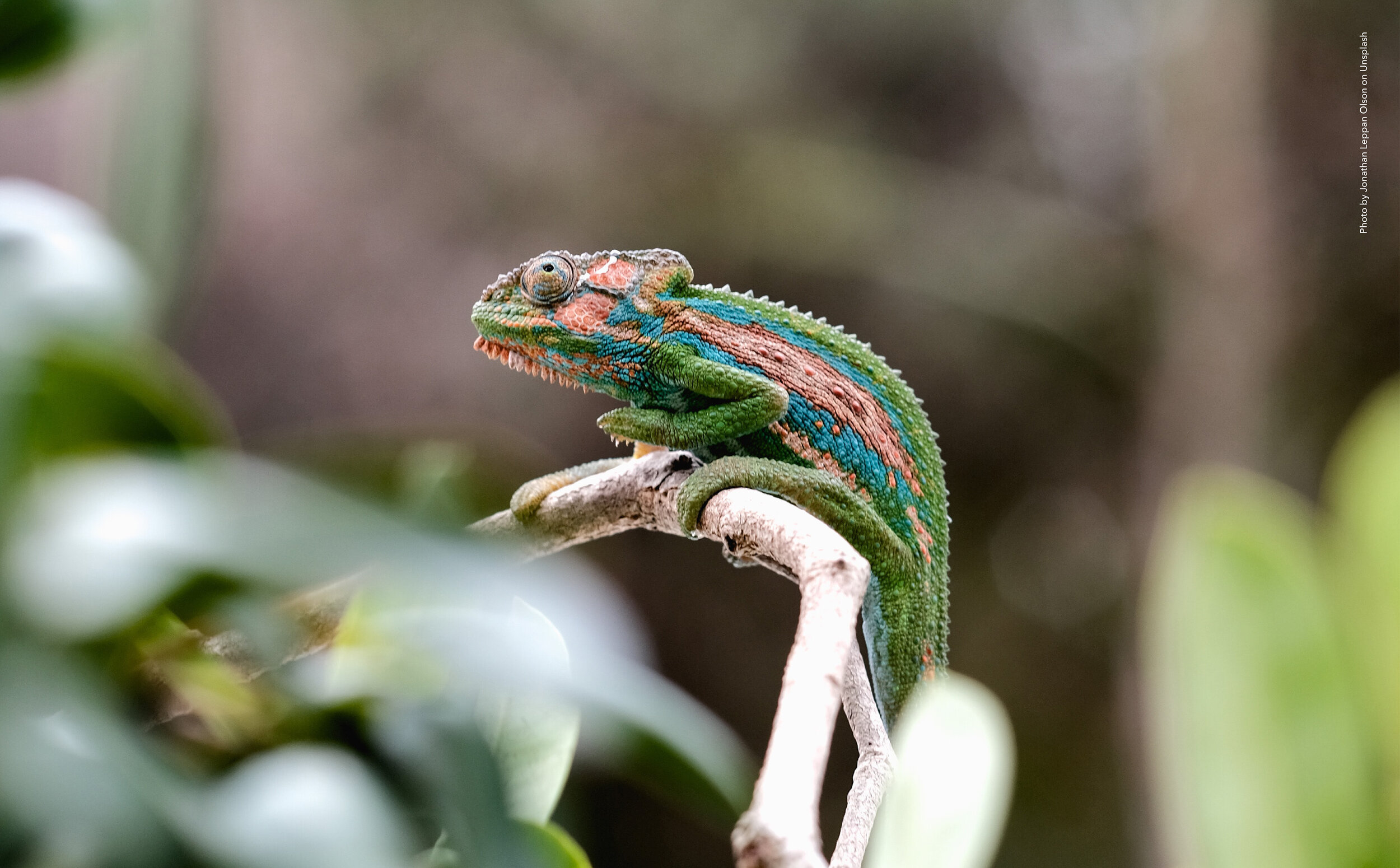 2021 wildsights_10_카멜레온_상세1.jpg