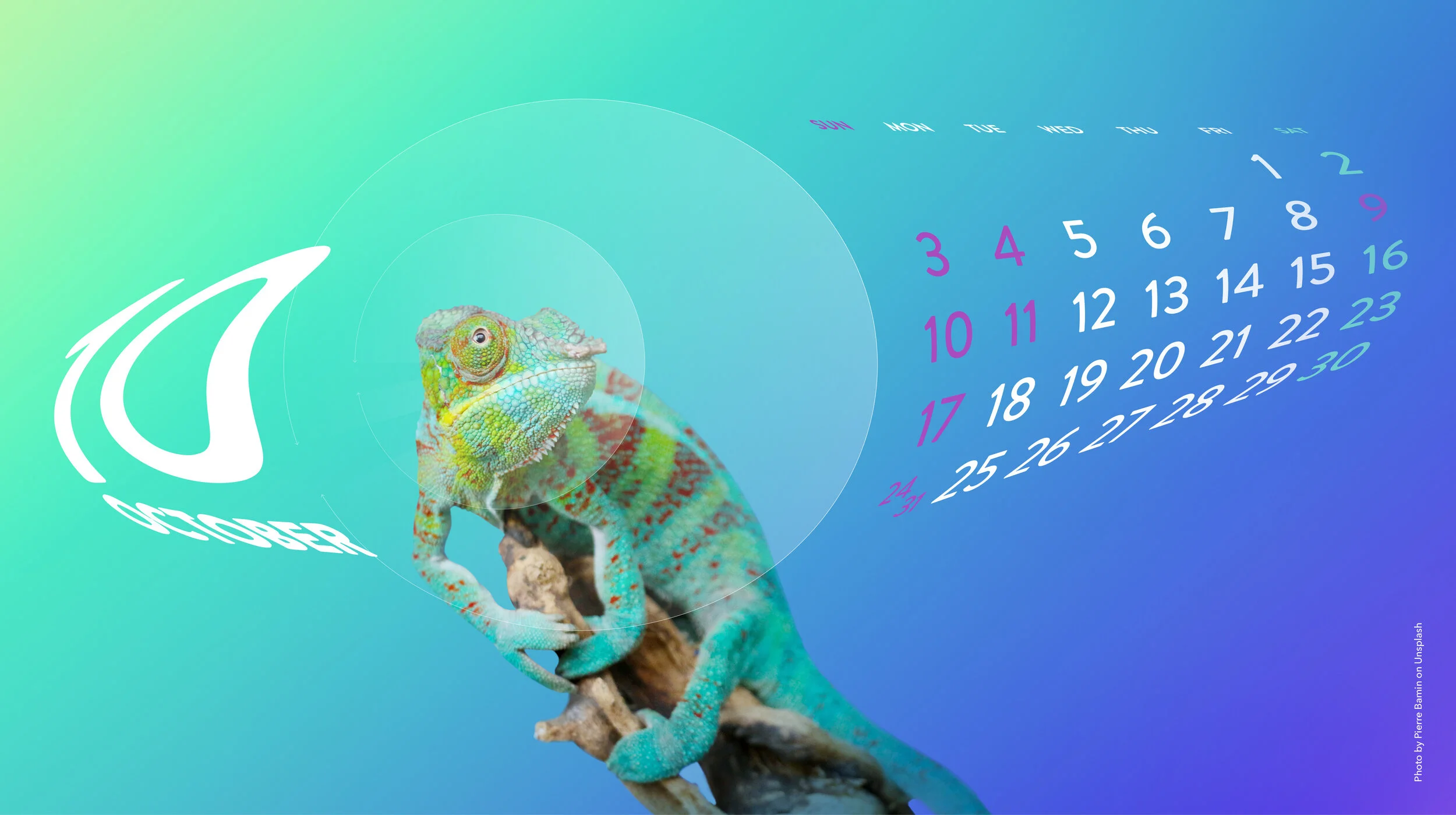 2021 wildsights_10_카멜레온_상세2.png