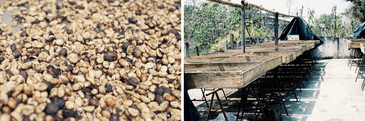 For us, it is very important to know where our coffee comes from so that we can be involved in the total process - to truly complete the circle of seed to cup, to assure quality control, and to be authentic. Our coffee, which is from Boca del Monte, Veracruz, is lovingly grown and harvested by a small producer and we give it the respect and care it deserves in its preparation as a drink. This is what Chiquitito Café is really all about.
