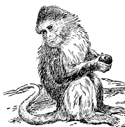 monkey2.png