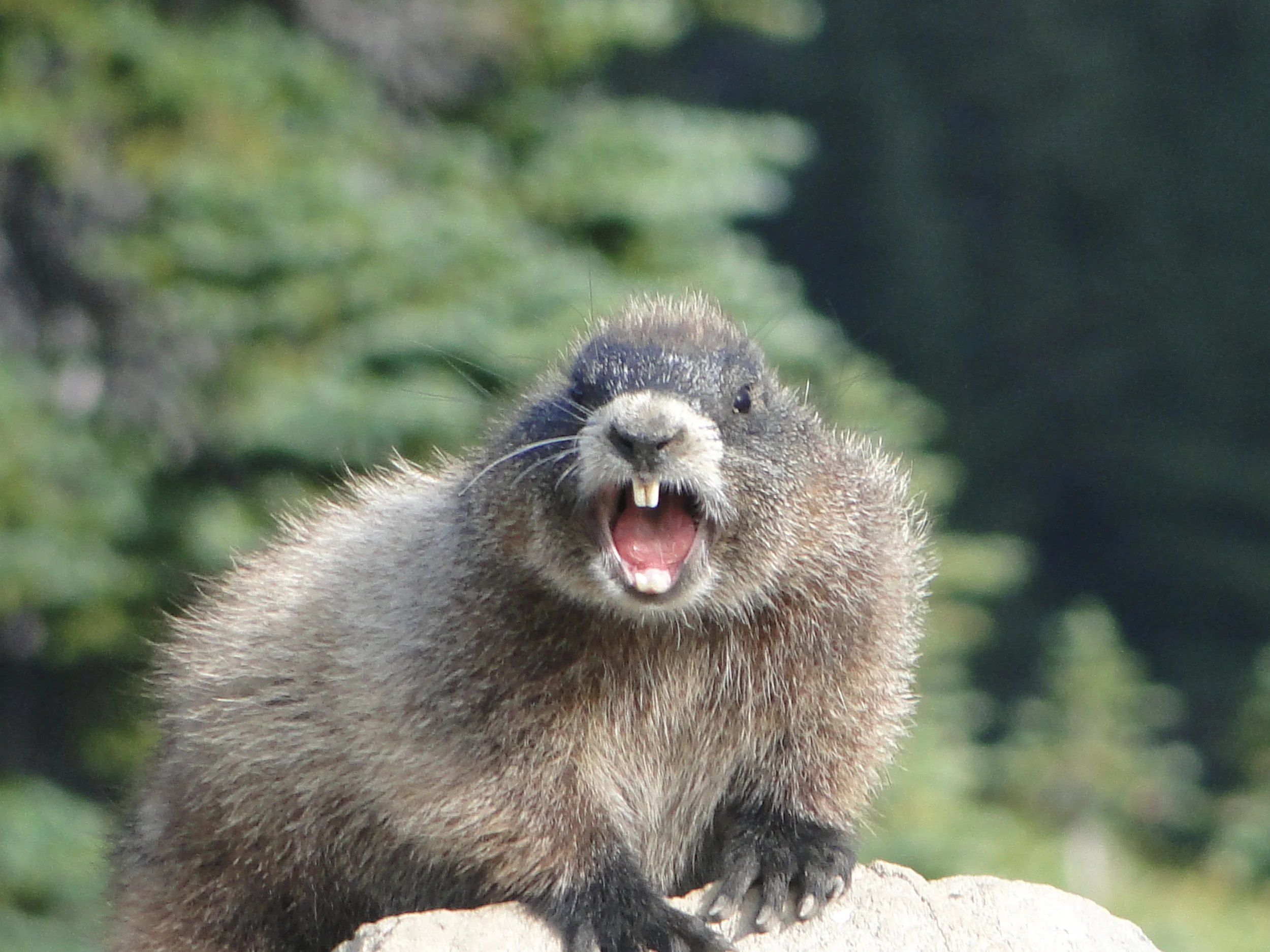 Washington - August 2010 975.JPG