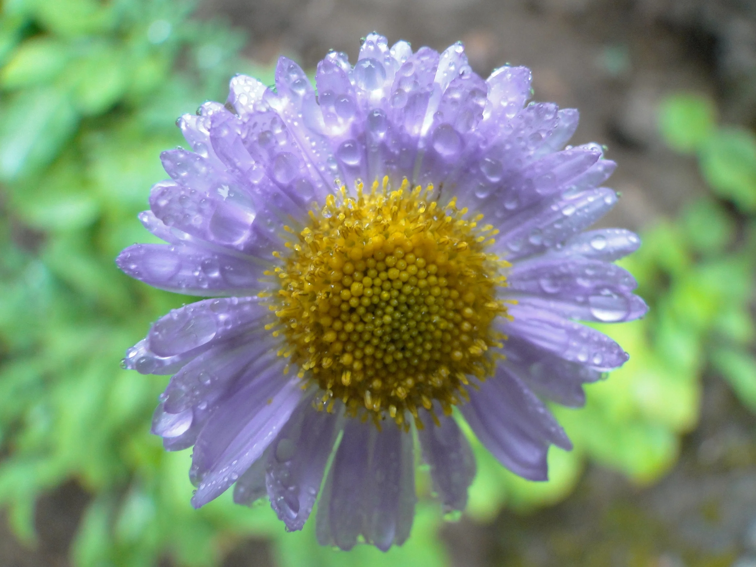 Washington - August 2010 1080.JPG