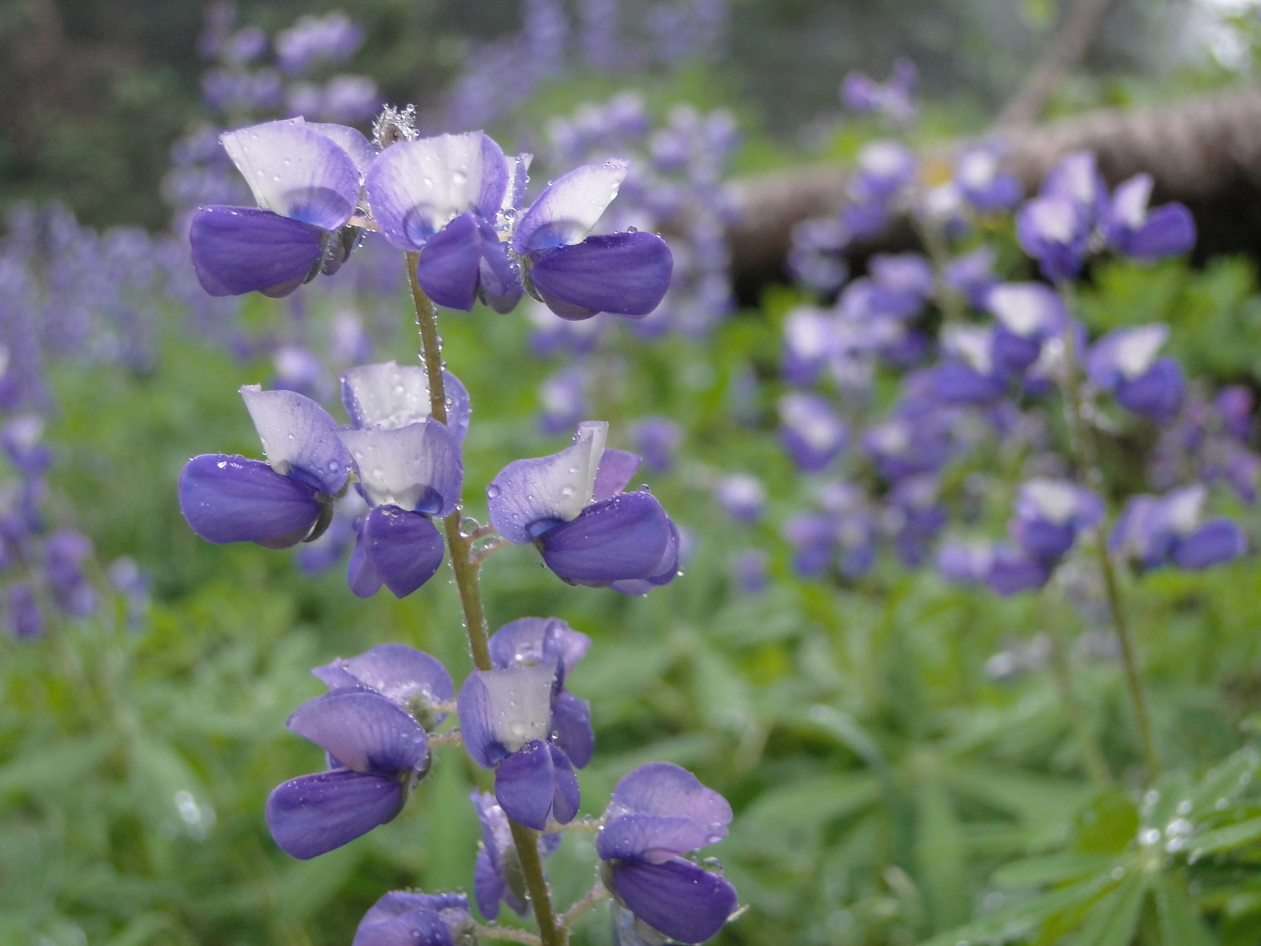 Washington - August 2010 1083.JPG
