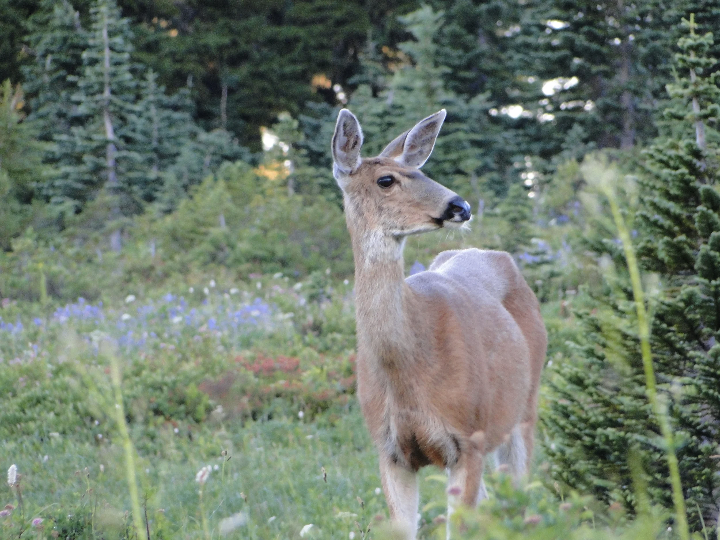 Washington - August 2010 1176.JPG