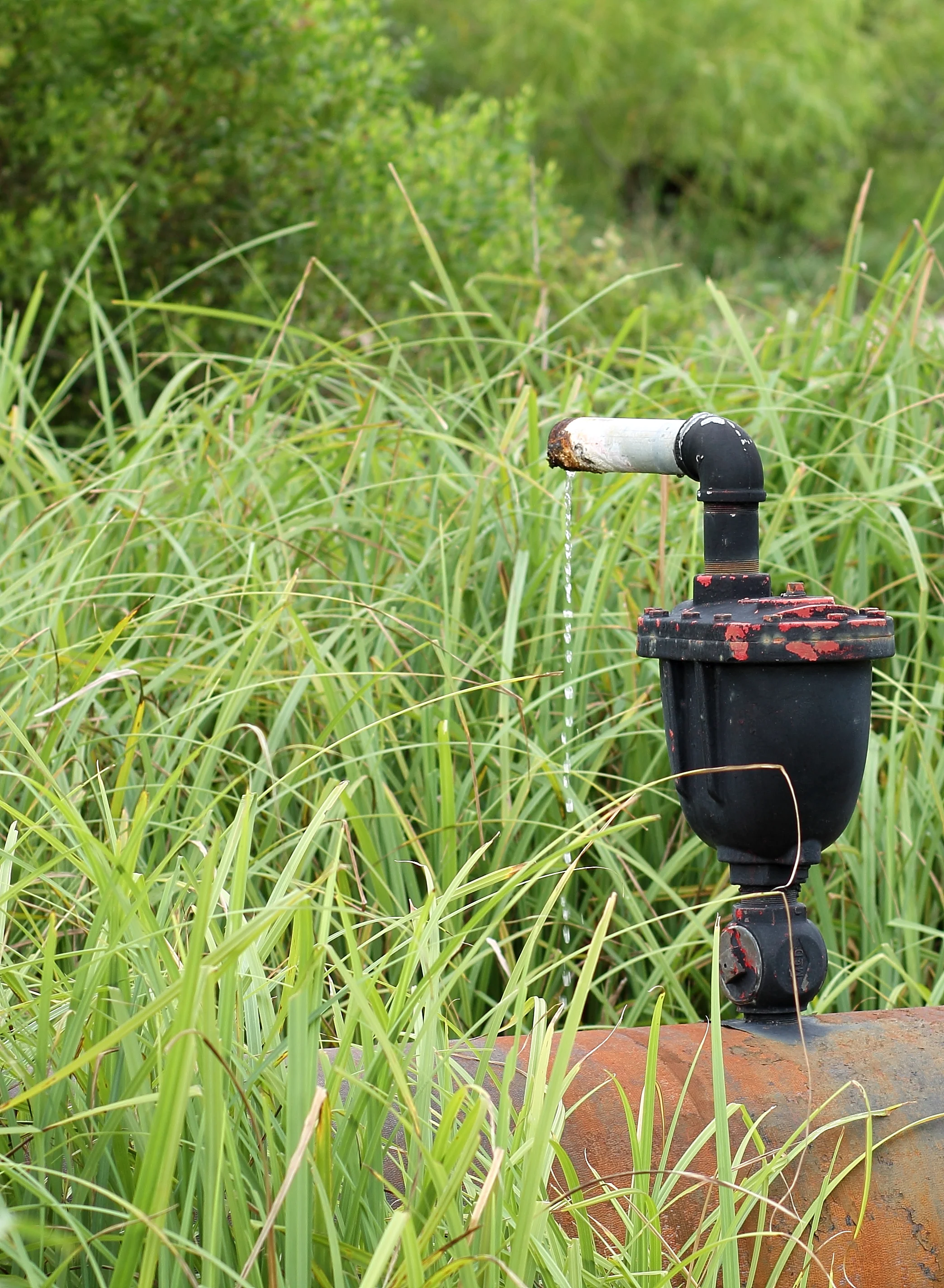 Dripping to life.JPG