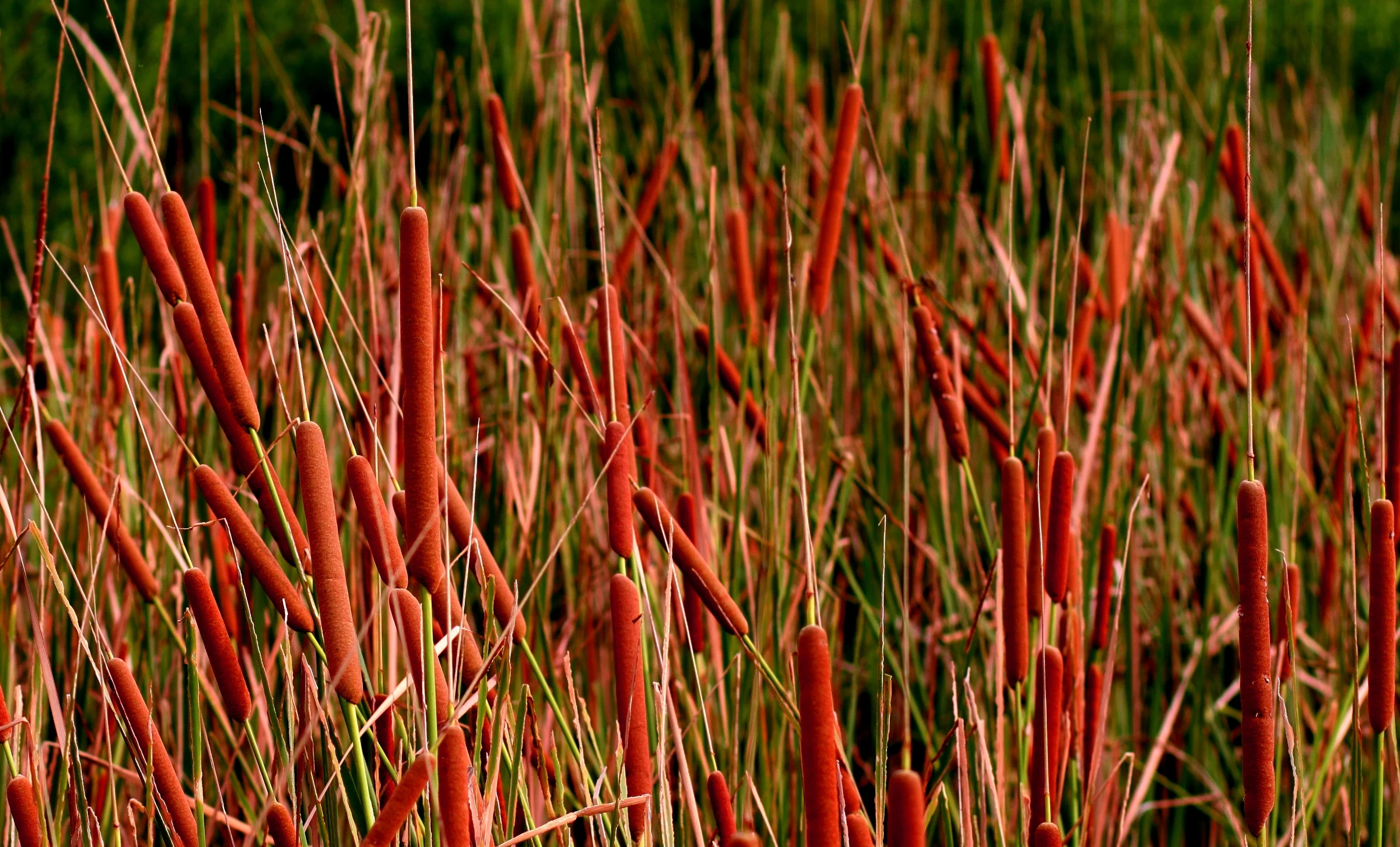 Sea of Cattails.JPG