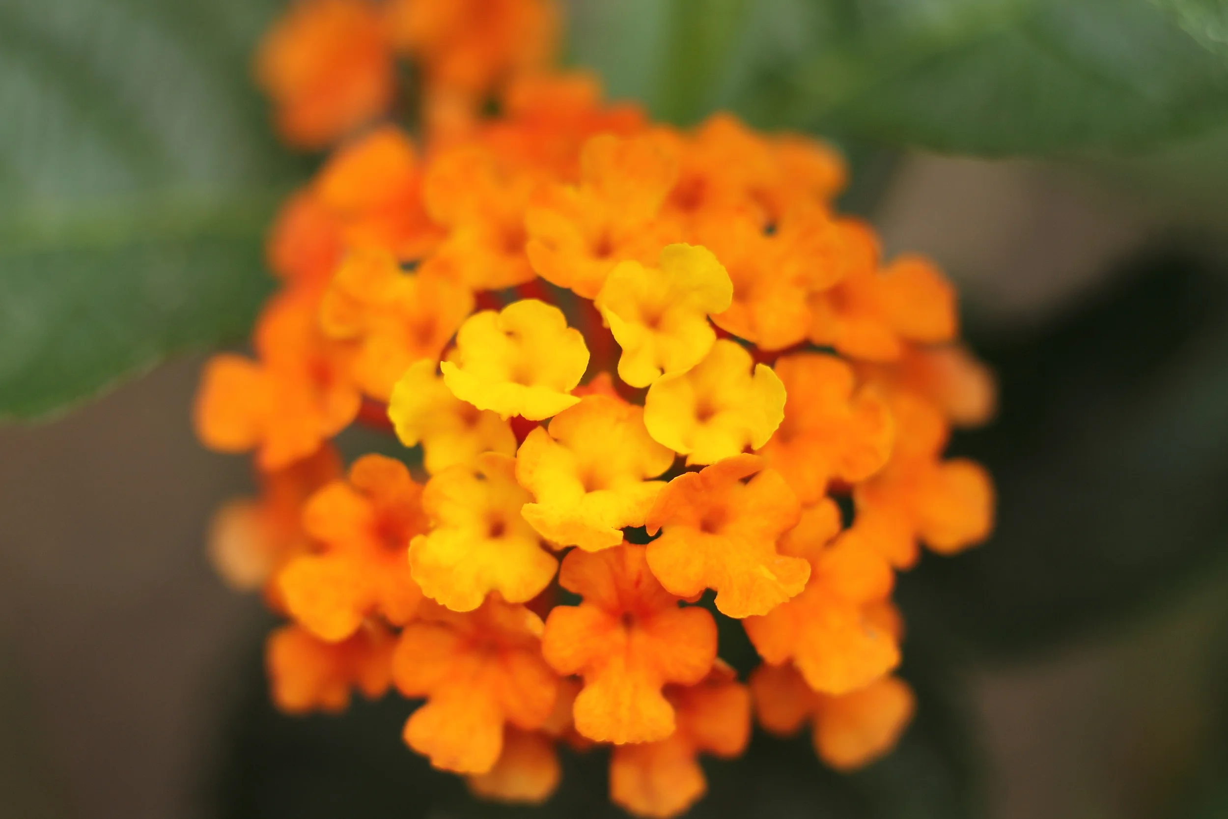 Orange Flowers.JPG