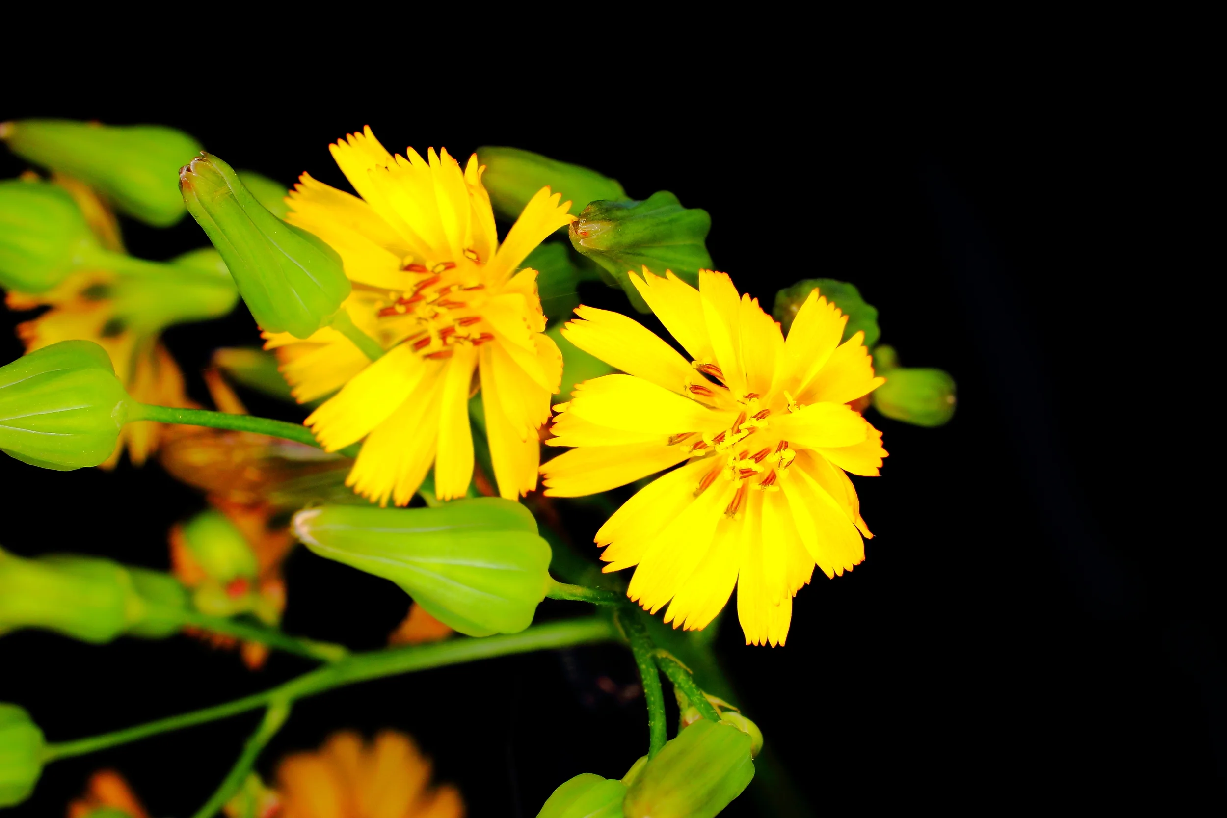 2 Yellow flowers.JPG